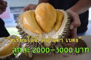 เบตง - ทุเรียนโอฉี่หรือหนามดำ เนื้ออร่อยราคาดีราคาต่อลูกจึงอยู่ที่ 2000 - 3250 บาท