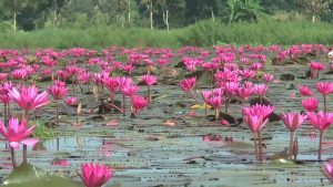 ชมความสวยงามของทุ่งบัวแดงกว่า 100 ไร่กว๊านพะเยา