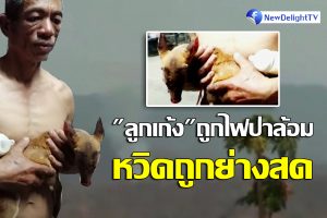"ลูกเก้ง" ถูกไฟป่าล้อมหวิดถูกย่างสด เจ้าหน้าที่อาสาดับไฟป่าสามารถช่วยออกมาได้