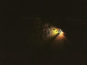 157135_0